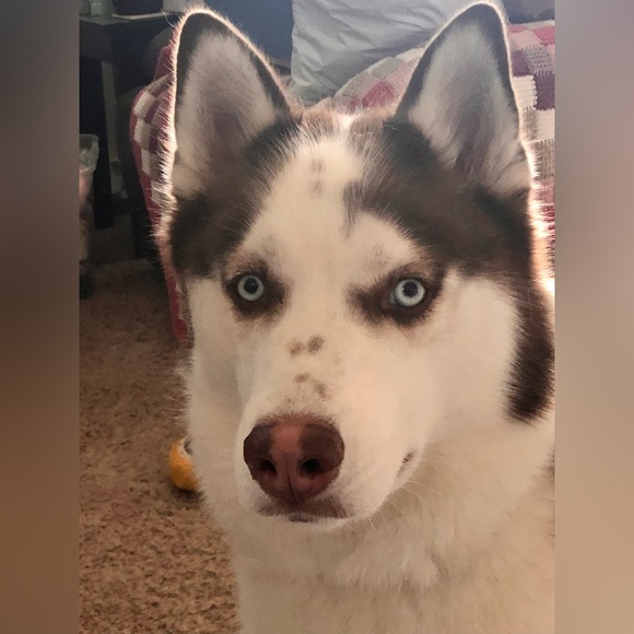 ❤️🐾 Amy & The Husketeers!  🐾❤️ - Picture 5 of 14